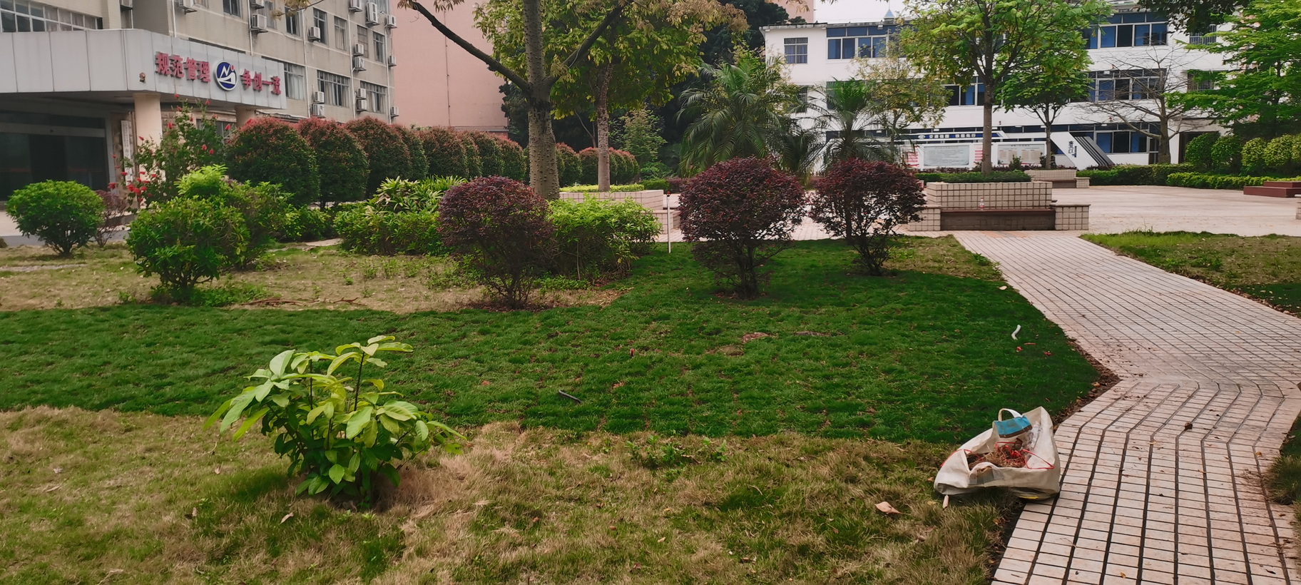 南宁机务段职教办公楼旁绿化